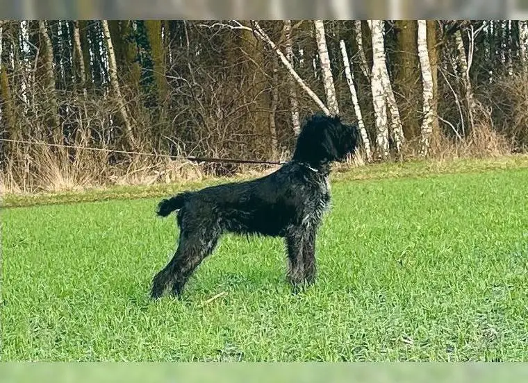 Deutsch Drahthaar Hündin mit HZP und Brauchbarkeit Schwarzschimmel