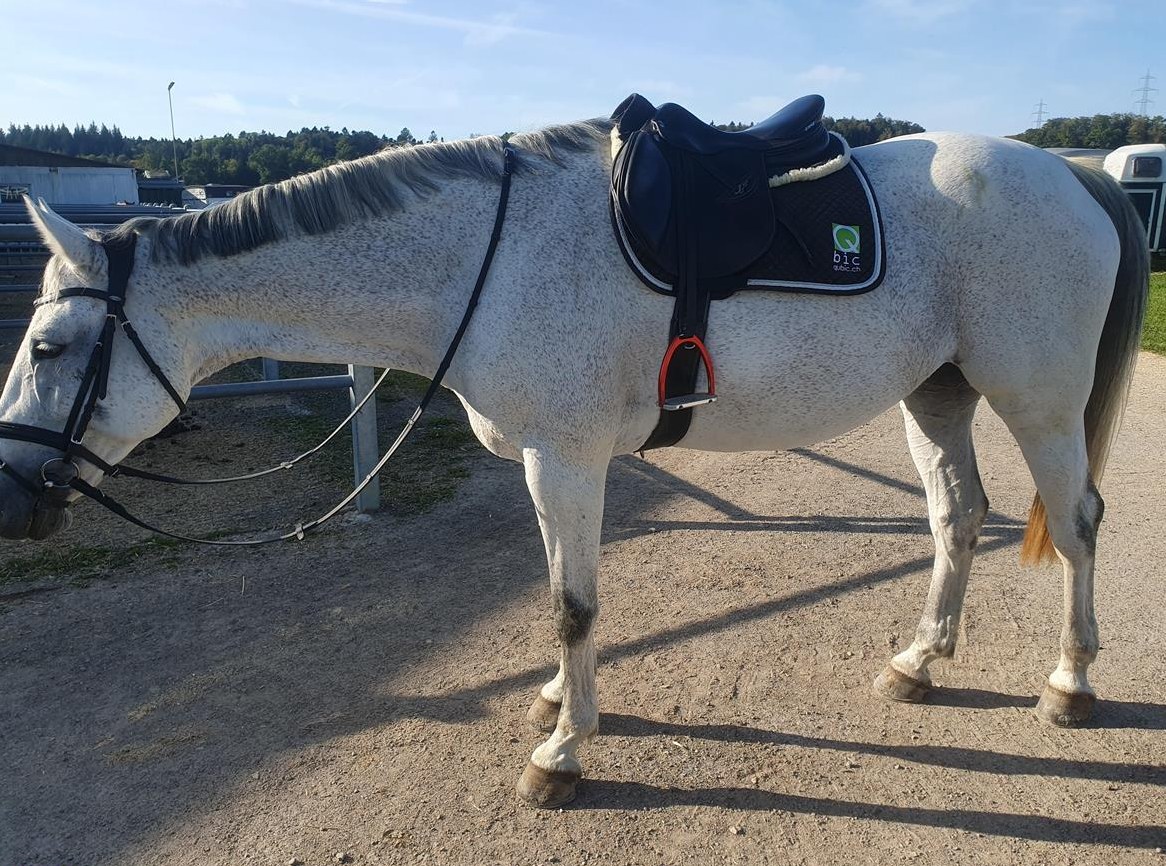 Baden Württemberger Stute - eine gutmütige Sportpartnerin