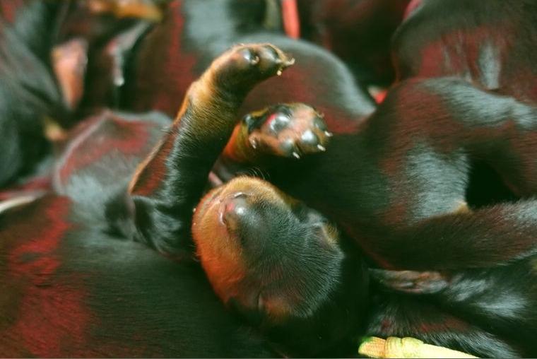 Hübsche Gordon Setter Welpen abzugeben - weibl. und männl.