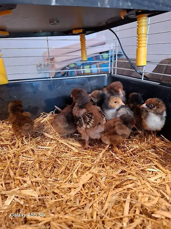 Bruteier und Küken von Orpinton gsg zur Abgabe