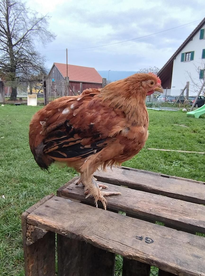 Schöner junger Zwerg Cochin/Sussex Mischlingshahn