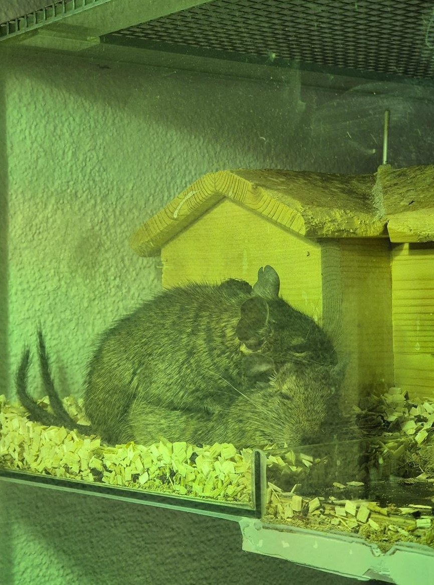 2 Degus suchen neue Freunde