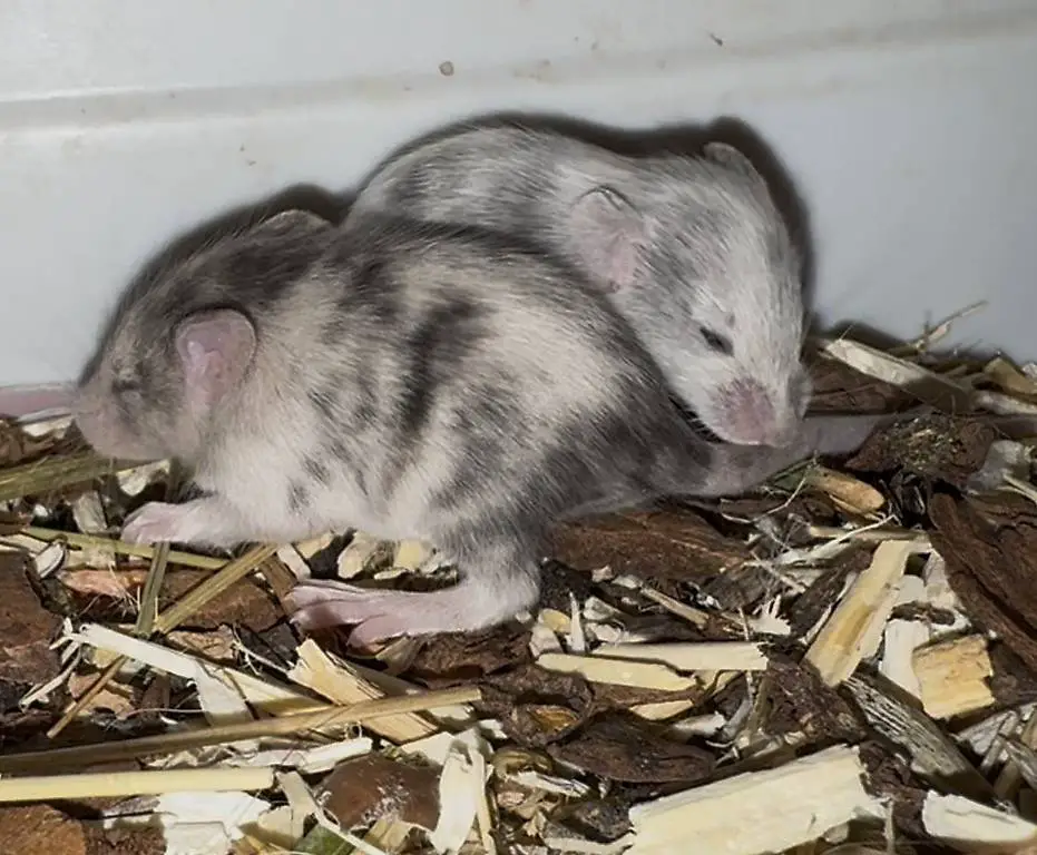 Junge Farbmäuse suchen bald ein neues Zuhause