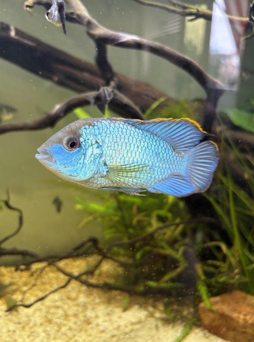 2 Blaupunktbarsche zu verkaufen