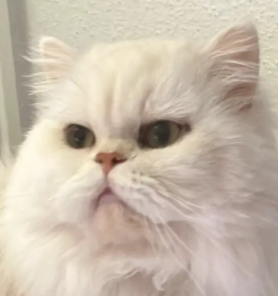 Exquisite Perserkatzen