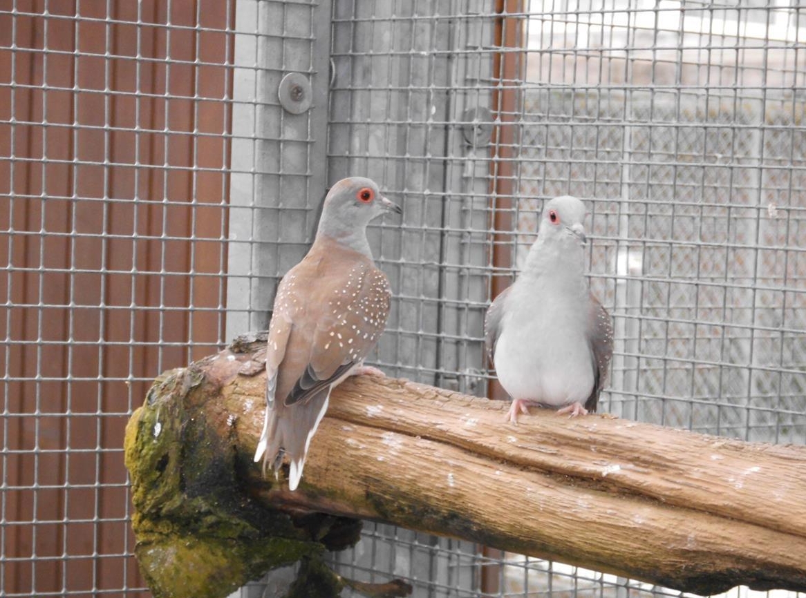 Diamanttauben Paare zu verkaufen