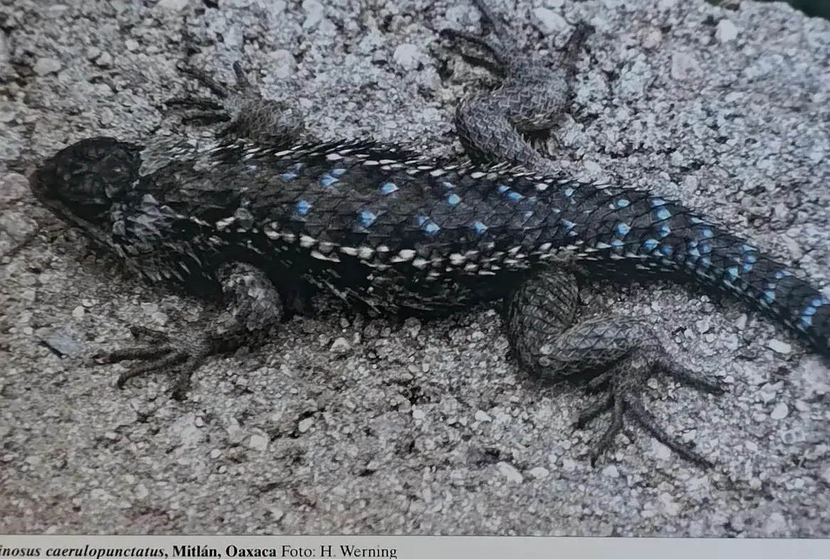 Stachelleguan Pärchen GESUCHT