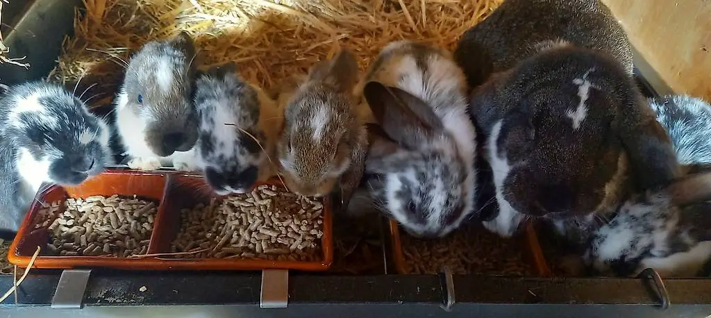 Junge Französisch Widder