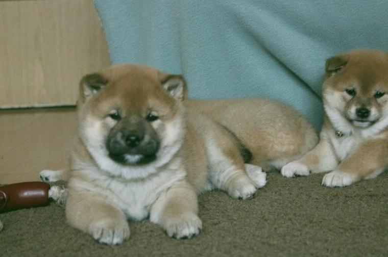 Reinrassige Shiba inu Welpen