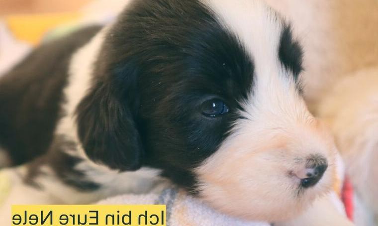 Süsse Bearded Collie Welpen suchen zur Osterzeit liebe Familien