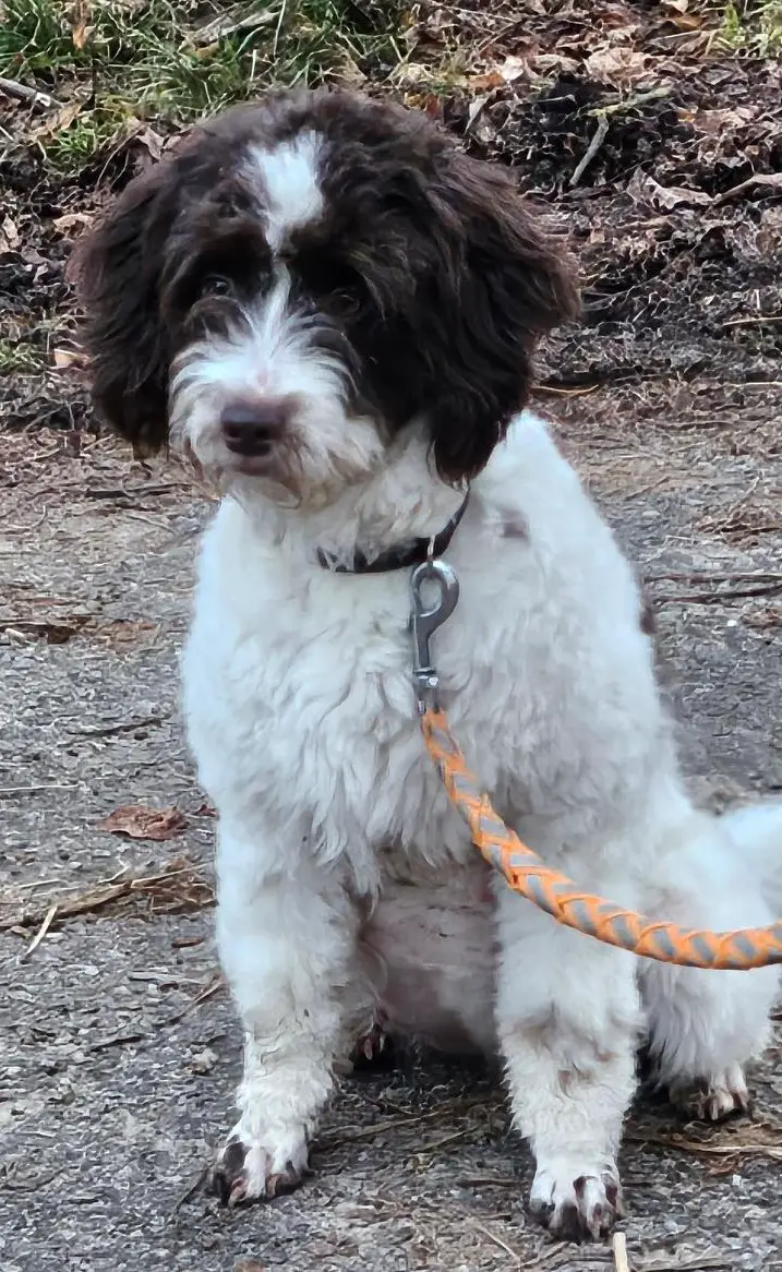 Labradoodle medium, Mami Doodle 42cm, Papi Pudel 48cm