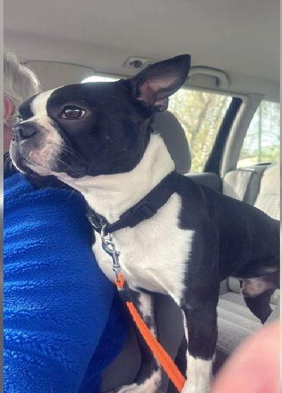 Boston terrier Männchen 4 Jahre