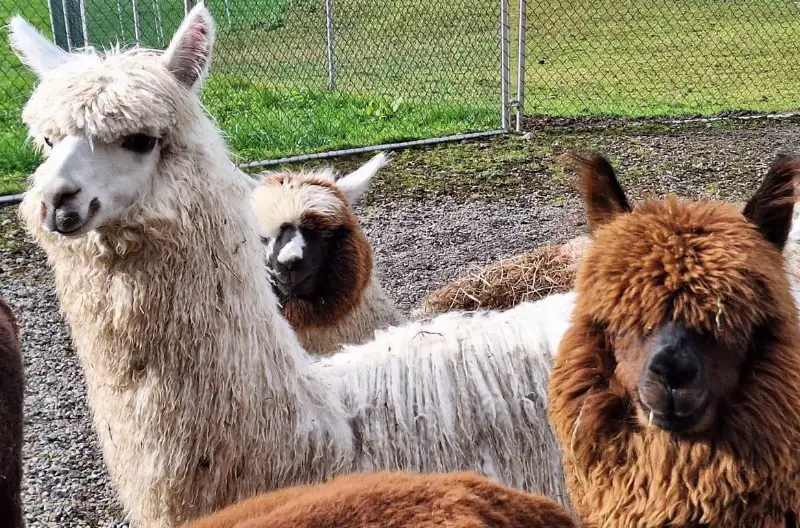 Alpaka Hengst an guten Platz abzugeben