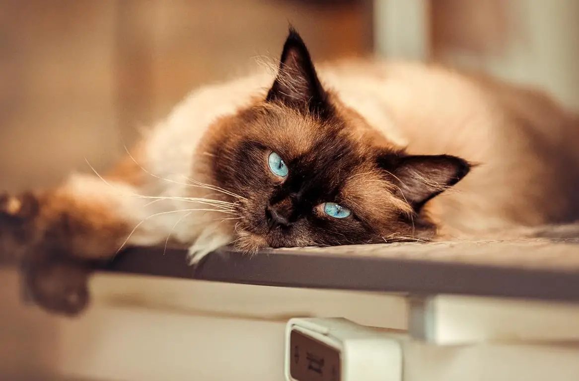 Wunderschöner Deckkater, Heiliger Birma x Neva Masquarade