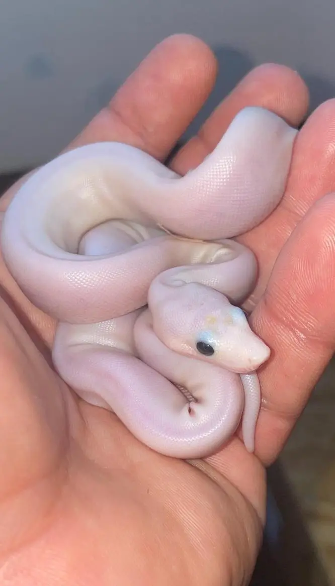 Super Fire Boas zu verkaufen