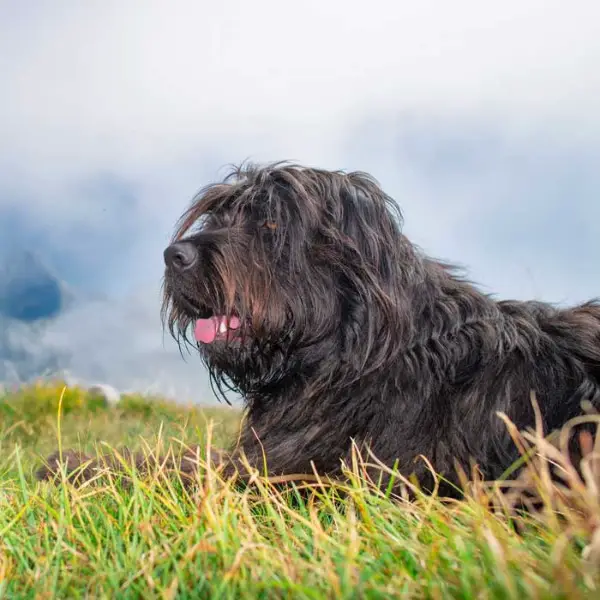 Bergamasker Hirtenhund (Preis ist fix) abzugeben
