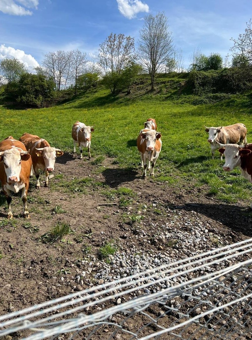 Hinterwälder Kühe zu verkaufen