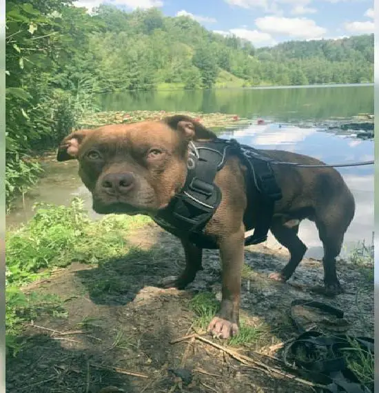 American pitbull Terrier mix