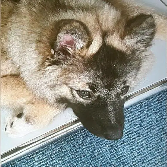 Wurfplanung Eurasier F1