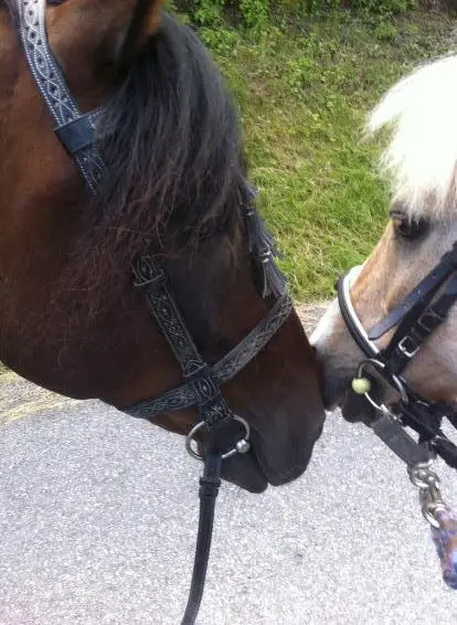 Reitbeteiligungen zu vergeben auf Kleinpferden und Haflinger