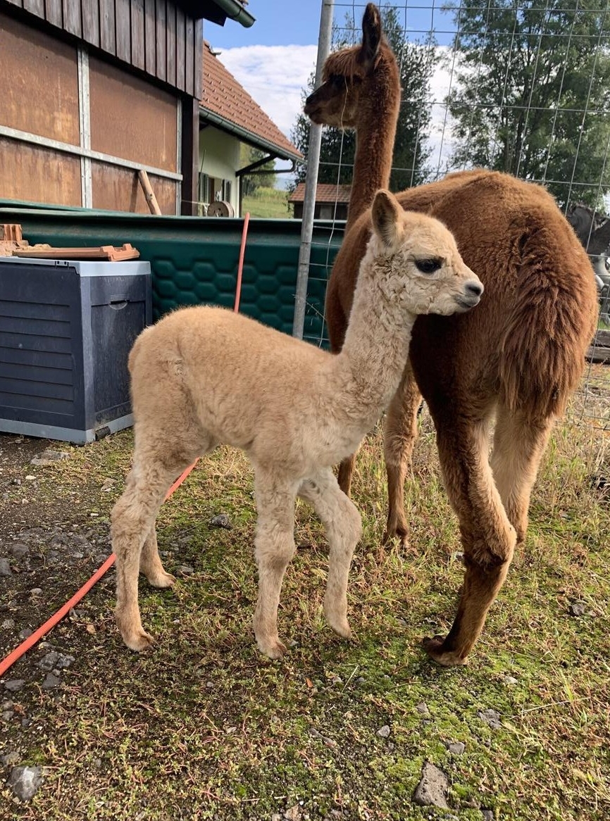 Alpaka Hengstfohlen - Appaloosa Freunde aufgepasst