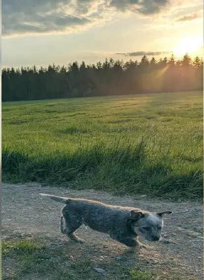 Australian Cattle Dog Welpen, Rüden
