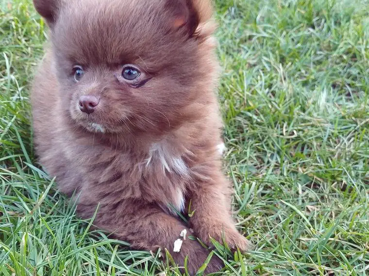 Süsser Pomeranian Chihuahua Welpe