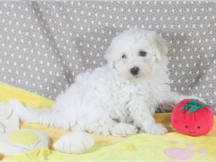 Bichon Frise Welpe reinrassig abgabebereit