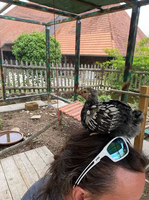 Junghahn Wyandotten Silber/Schwarz