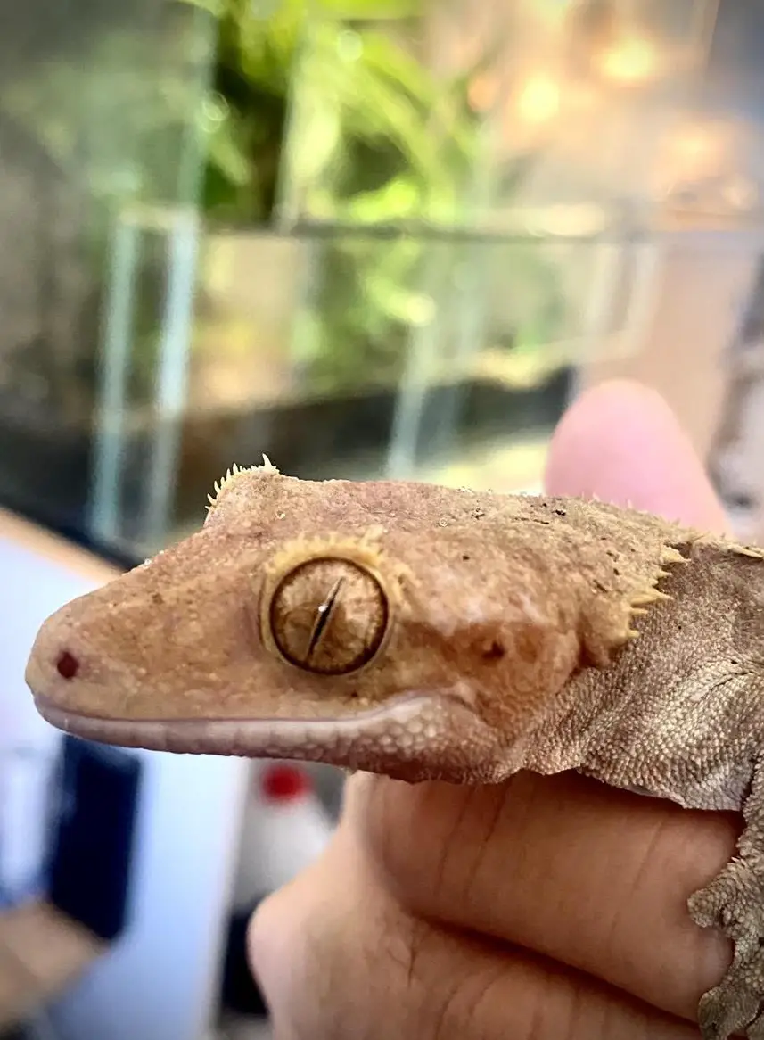 Kronengecko Männchen abzugeben