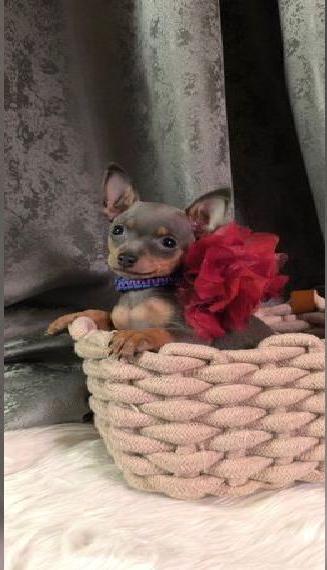 Russkiy Toy Weibchen Welpe lilac-tan