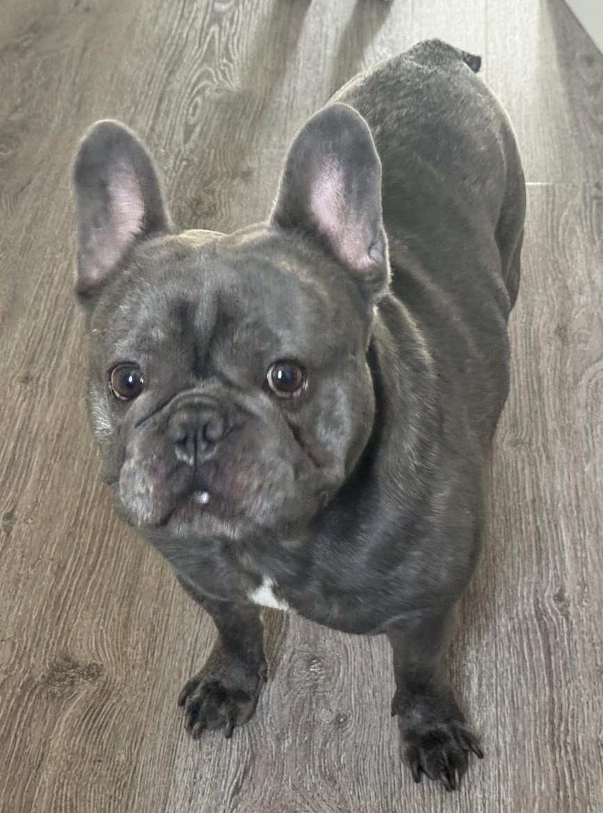 Deckrüde French Bully, 3-jährig