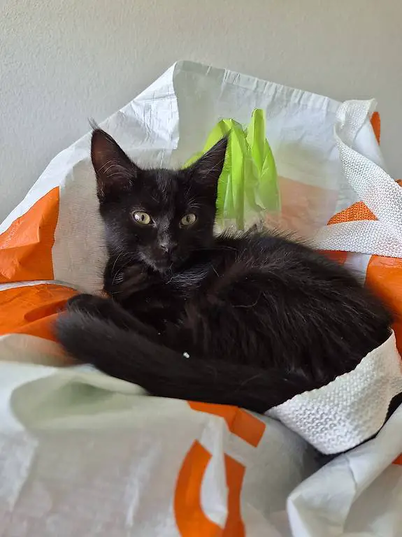 Odin süsser kleiner Maine Coon Mischling