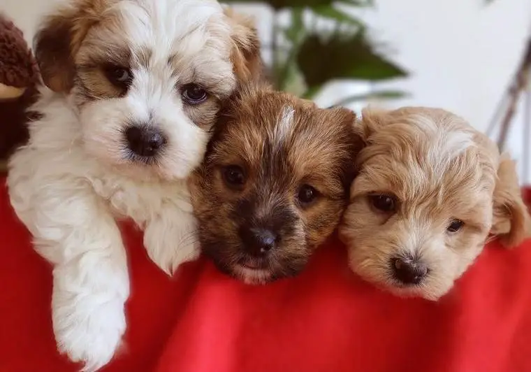 Bichon-Havaneser Welpen