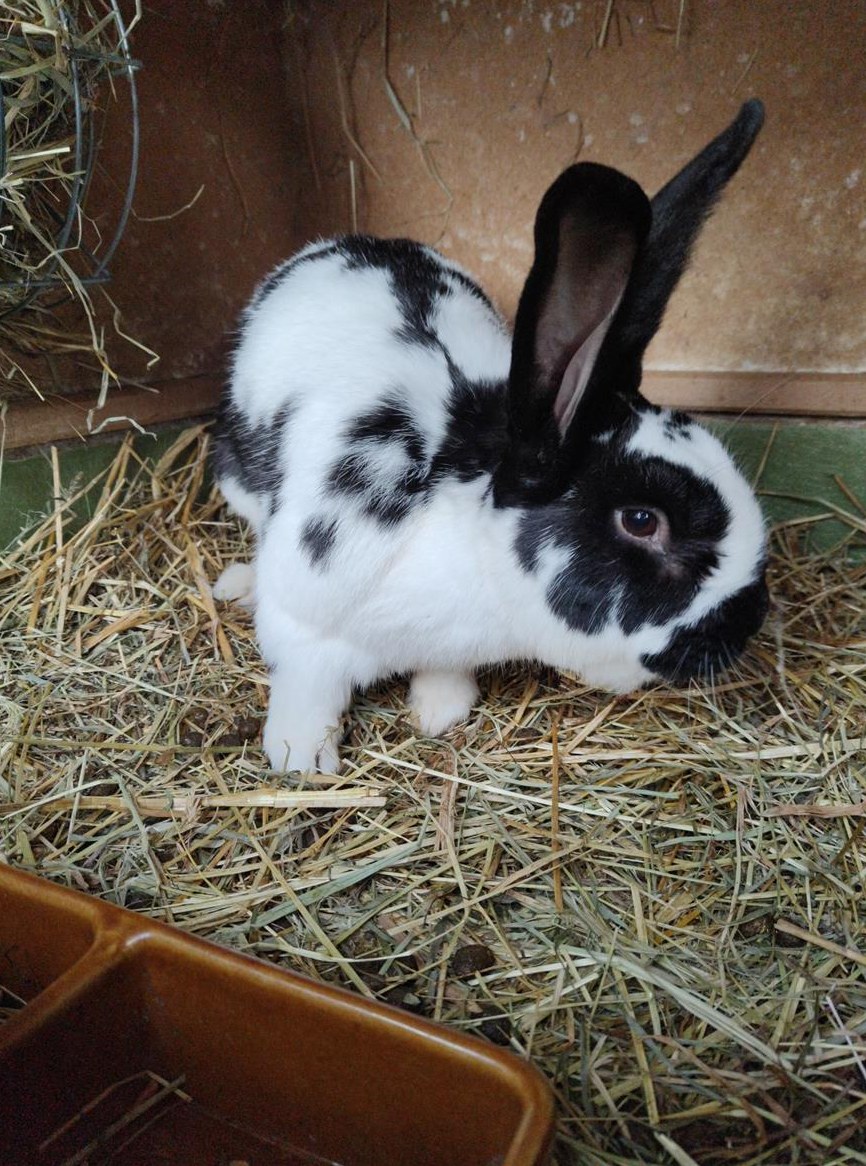 Schweizer Scheck Kaninchen Bock zu verkaufen