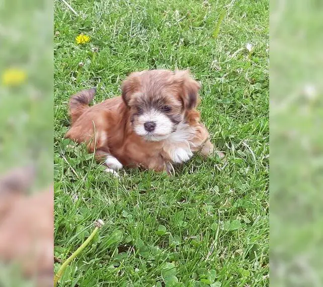 Havaneser-Welpen aus exklusiver Körzucht