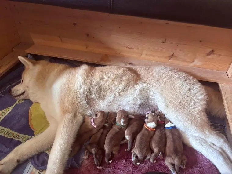 Akita Welpen von Izumi & Fujikane