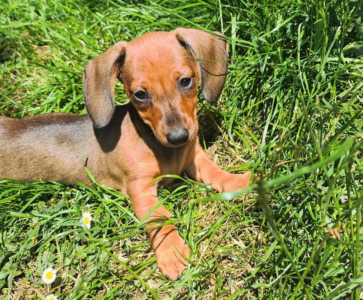 Kaninchendackel Welpen in black and tan und rot