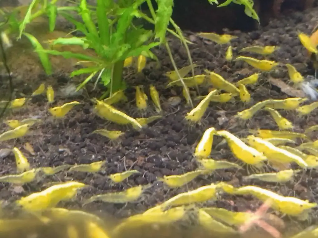 Garnelen Neon gelb Zucht Stamm 30 stk