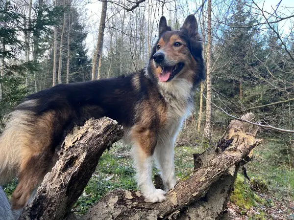Deckrüde Border Collie