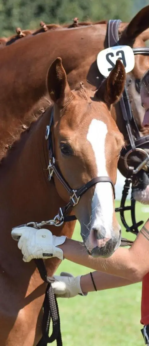 1-jähriger CH-Warmblut Junghengst von Colorit Z