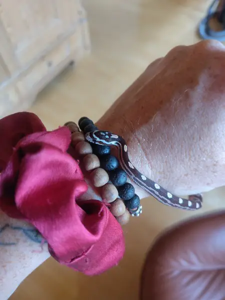 Kornnatter Hobbyzucht 2025