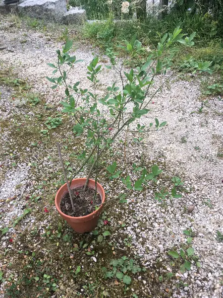 Pfaffenhütli, Spindelstrauch, wächst gut