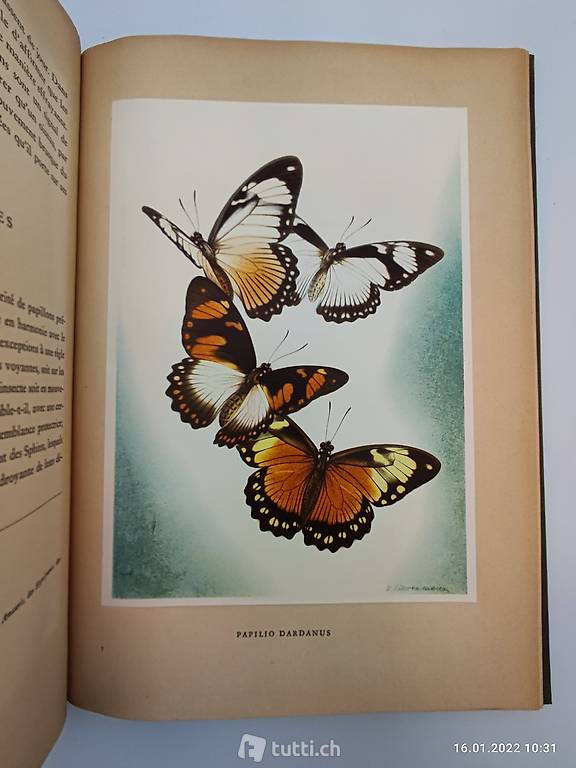 schmetterlinge - linsenmaier - 1950