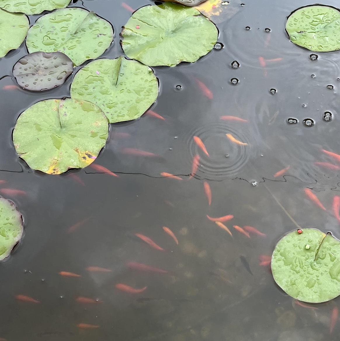 Junge Goldfische GRATIS abzugeben