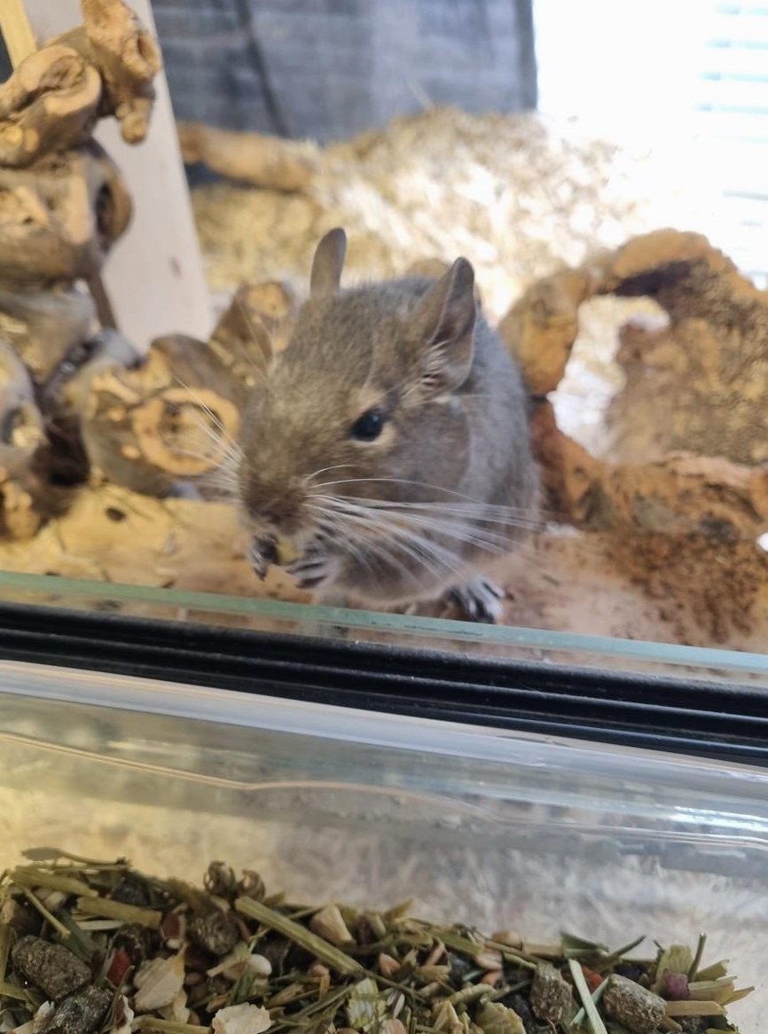 2 männliche Degus suchen neues Zuhause
