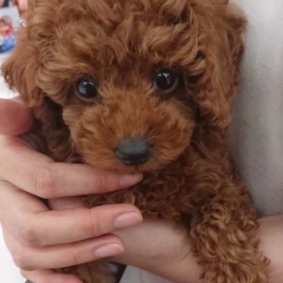 pudel-poodle-barboncino