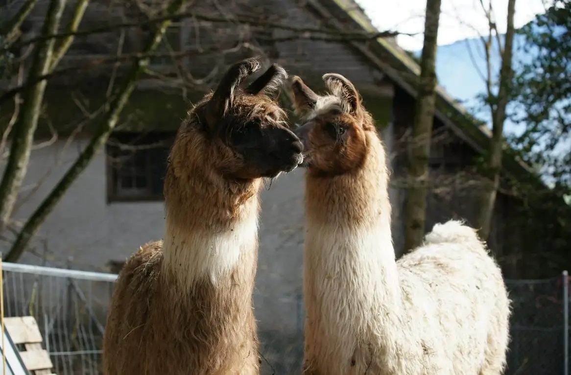 Lama Wolly Junghengste zu verkaufen oder tauschen