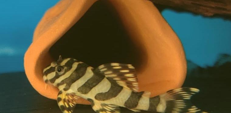 L 134 - Peckoltia compta - L-Wels - Tapajos Tiger Aquarium Fisch