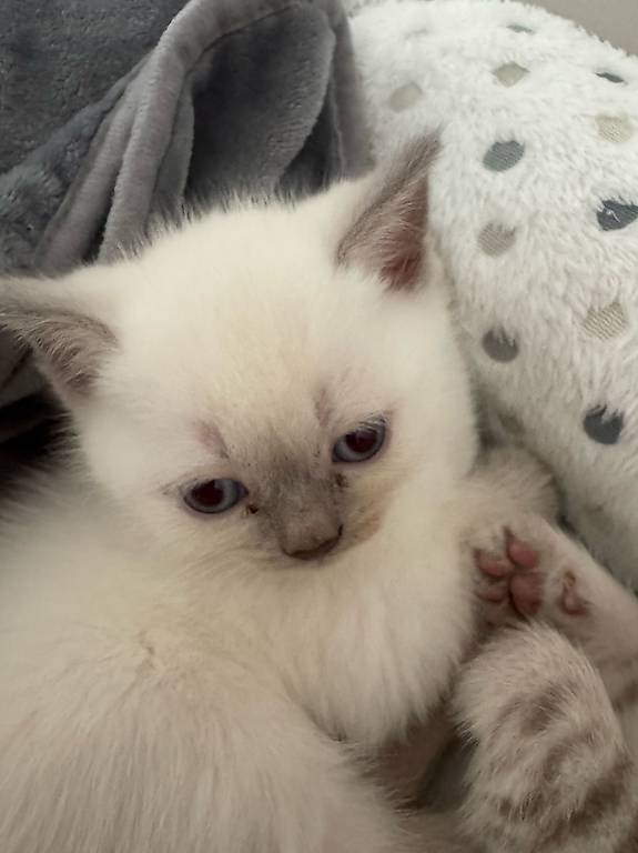 BKH reinrassig kitten